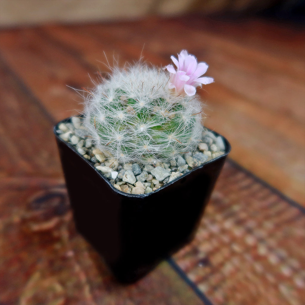 Mammillaria glassii v. ascensionis