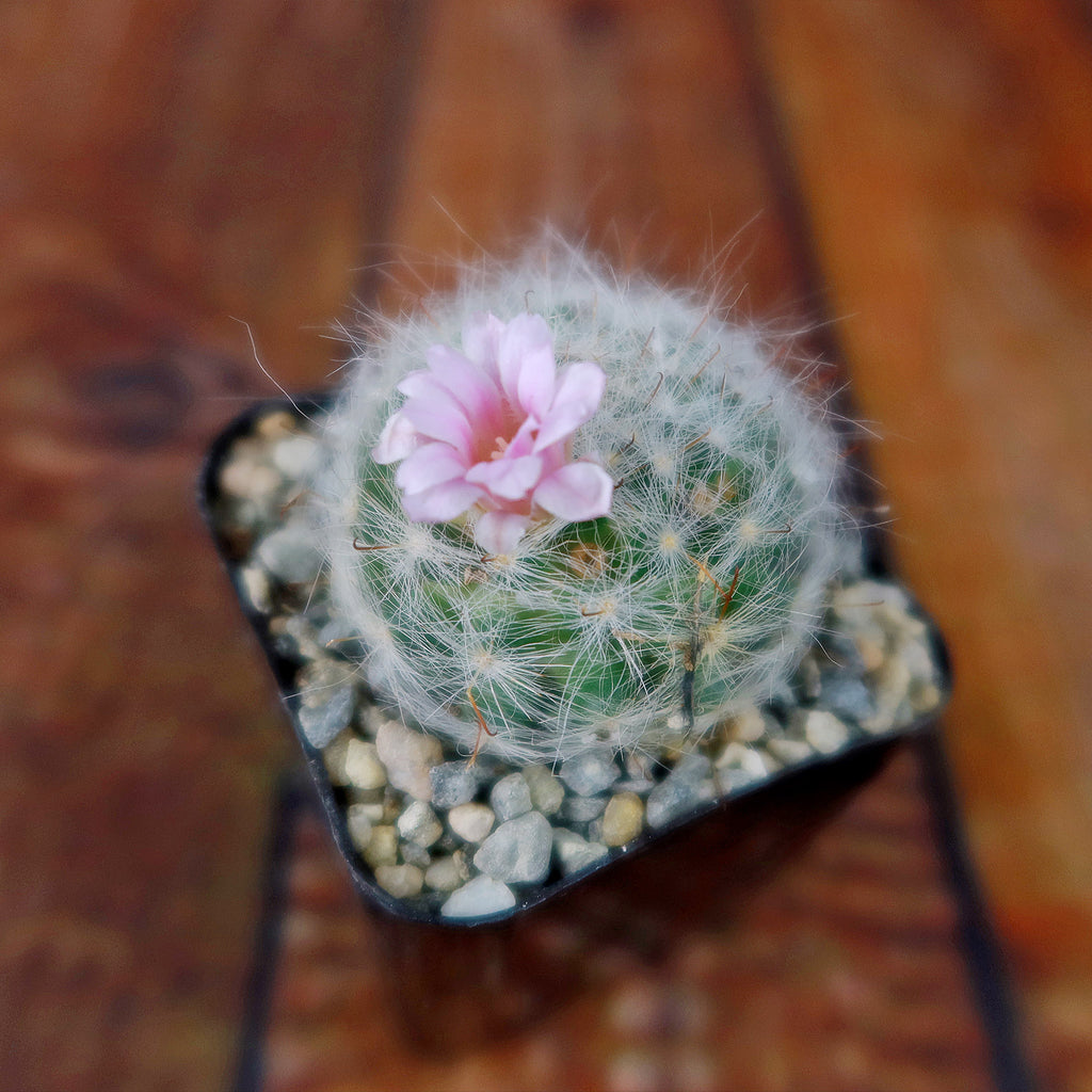 Mammillaria glassii v. ascensionis