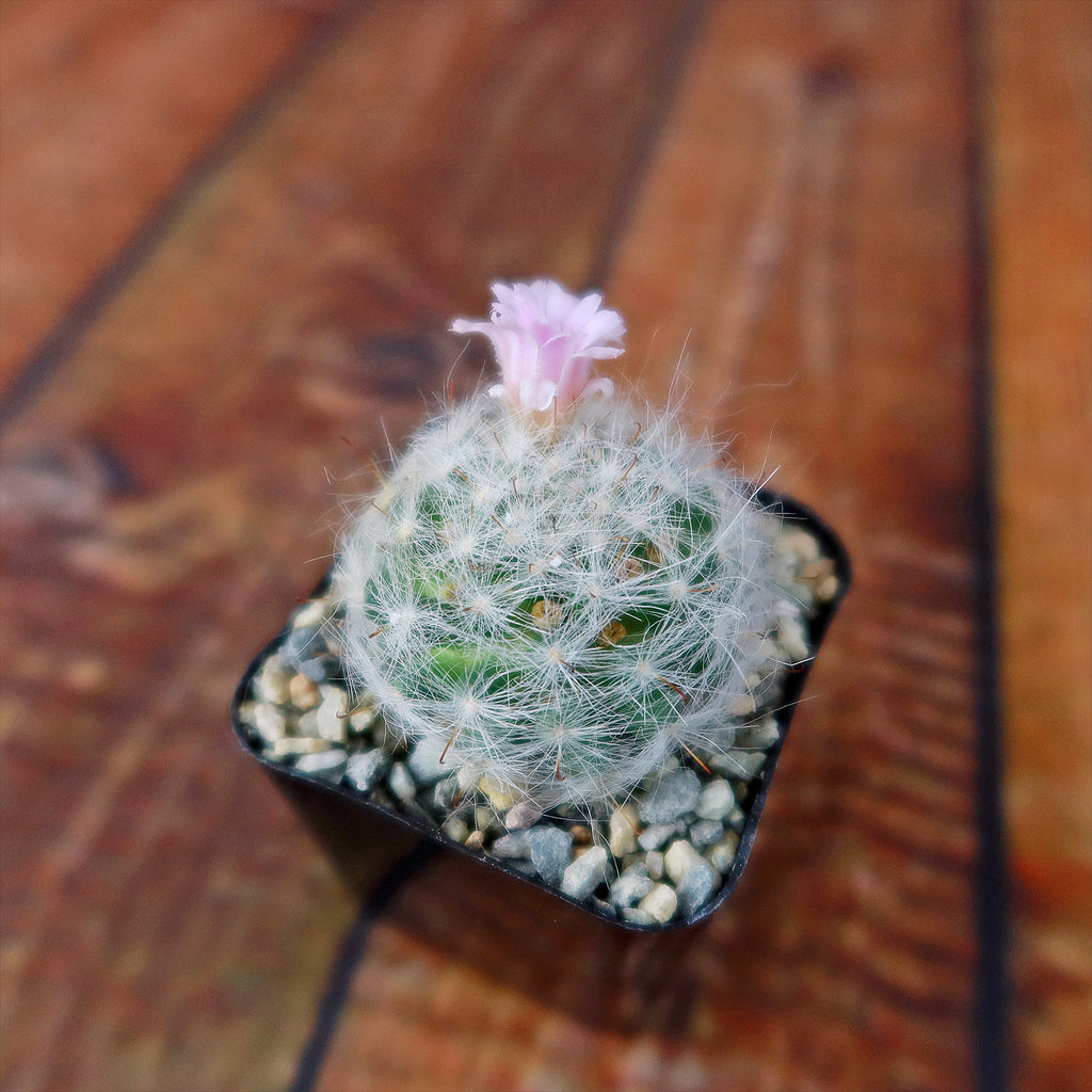 Mammillaria glassii v. ascensionis