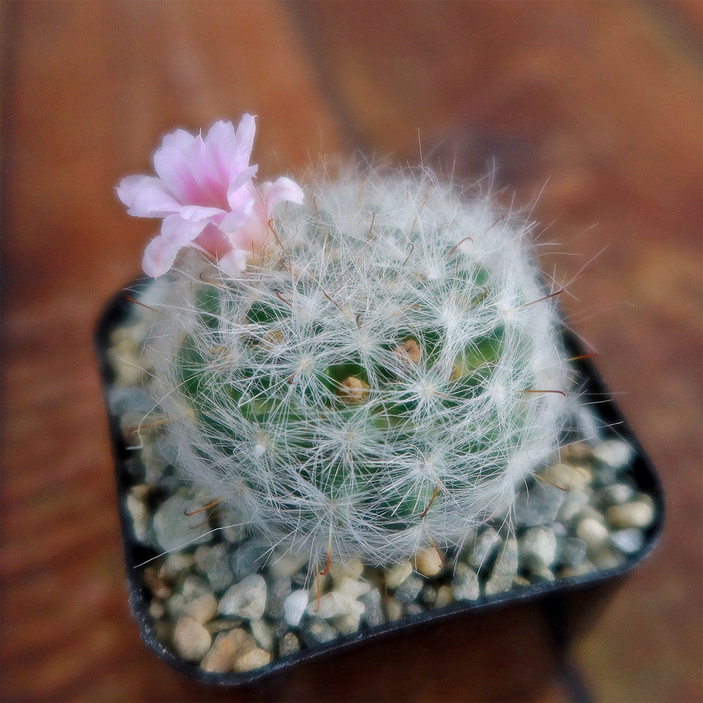 Mammillaria glassii v. ascensionis