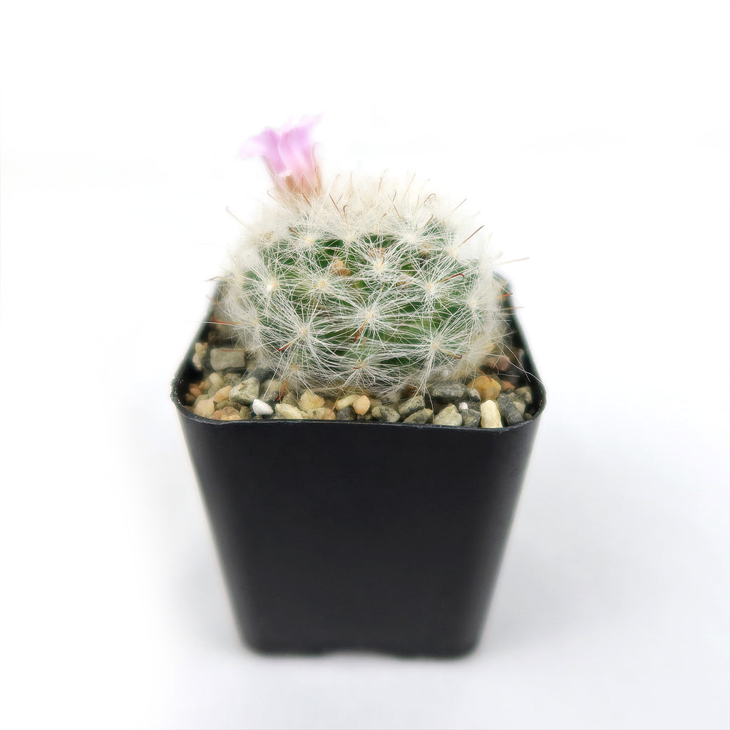 Mammillaria glassii v. ascensionis