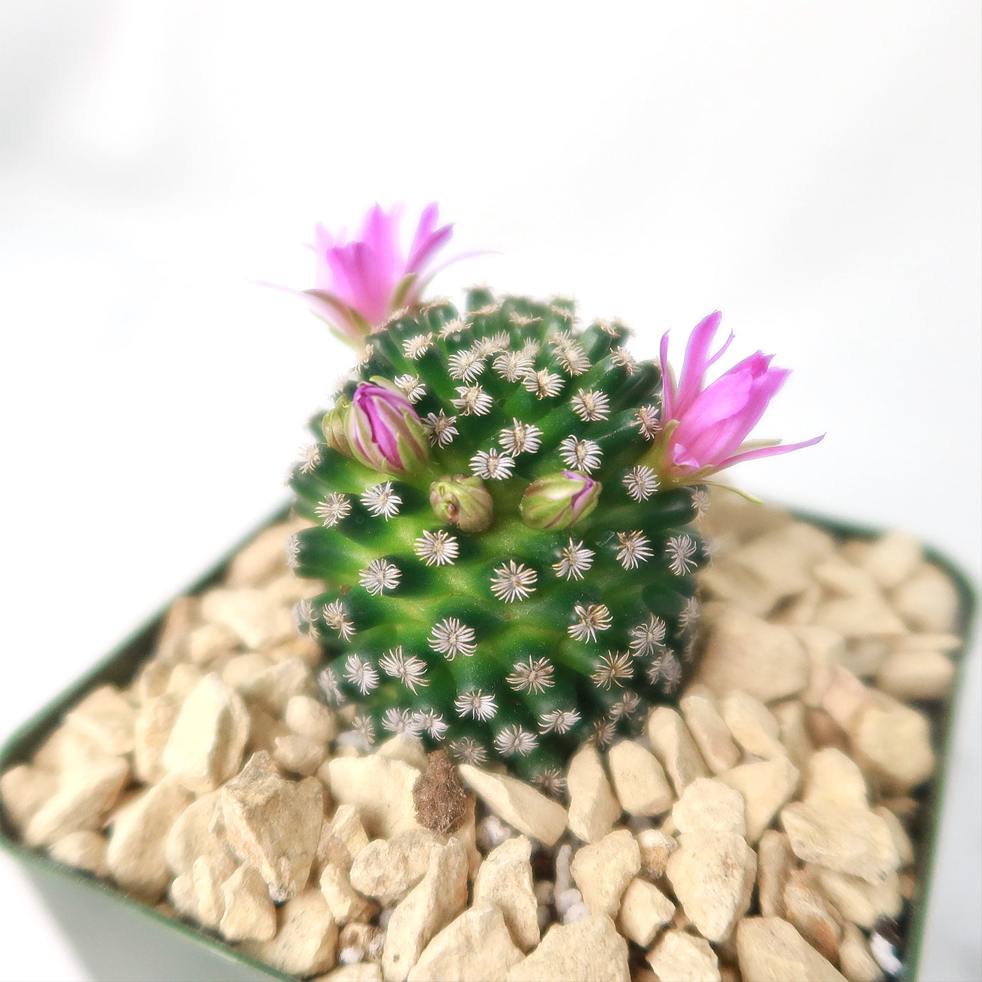 Mammillaria hernandezii