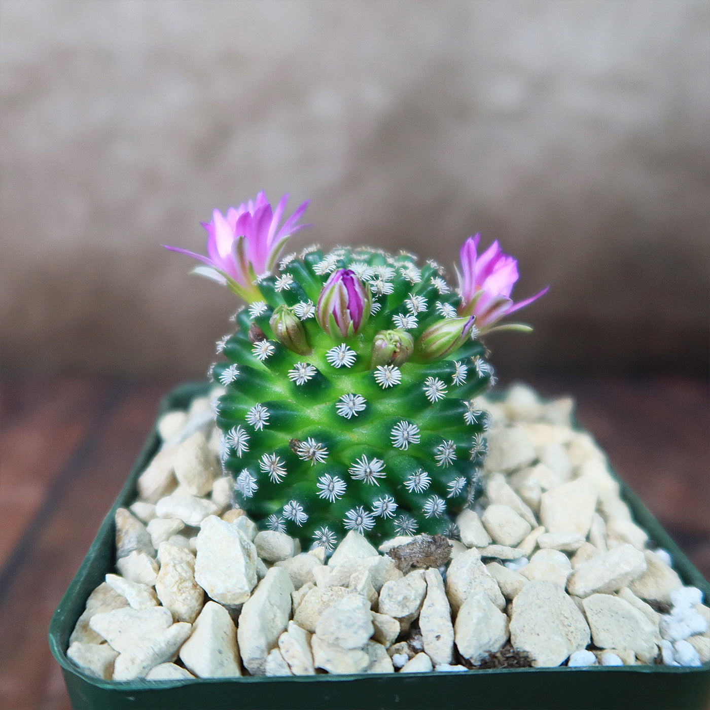 Mammillaria hernandezii