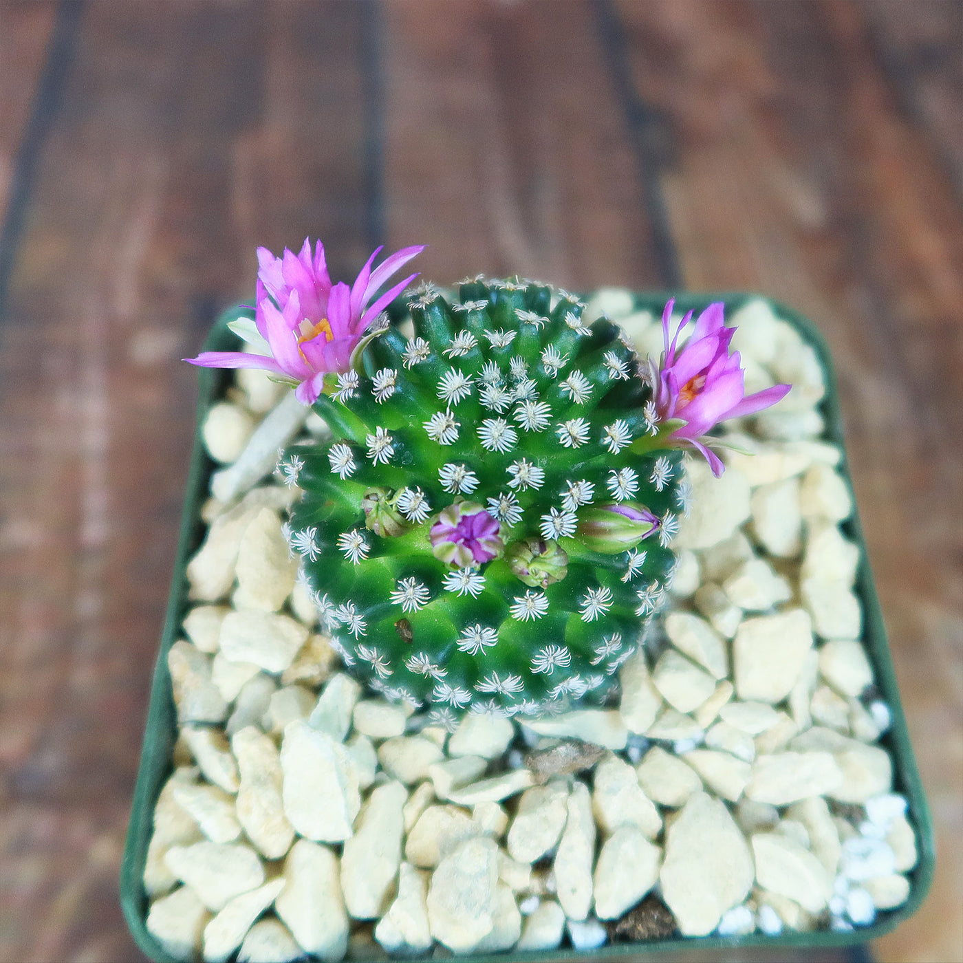 Mammillaria hernandezii