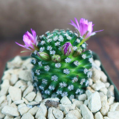 Mammillaria hernandezii