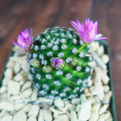 Mammillaria hernandezii