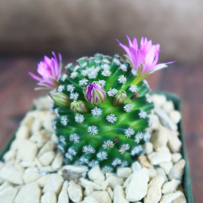 Mammillaria hernandezii