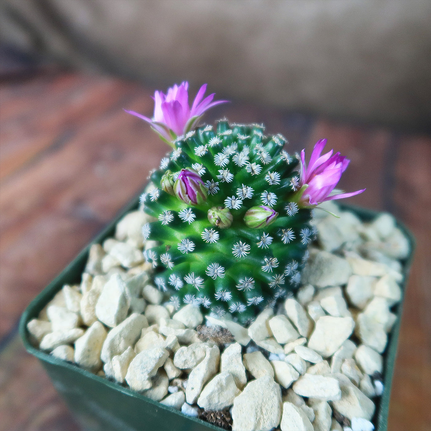 Mammillaria hernandezii