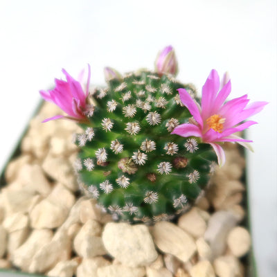 Mammillaria hernandezii