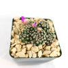 Mammillaria hernandezii Cluster