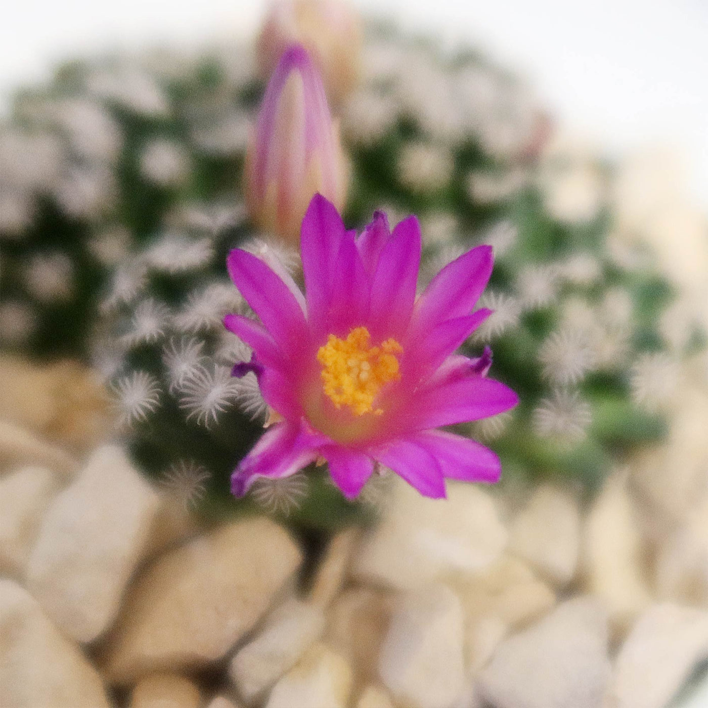 Mammillaria hernandezii Cluster