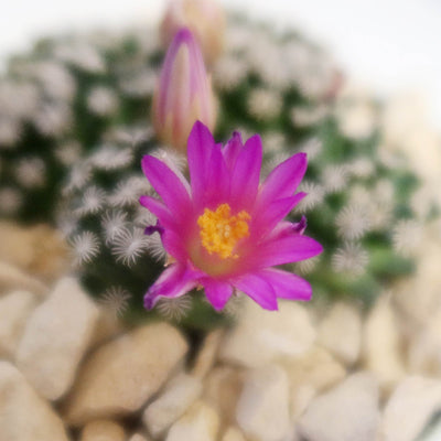 Mammillaria hernandezii Cluster