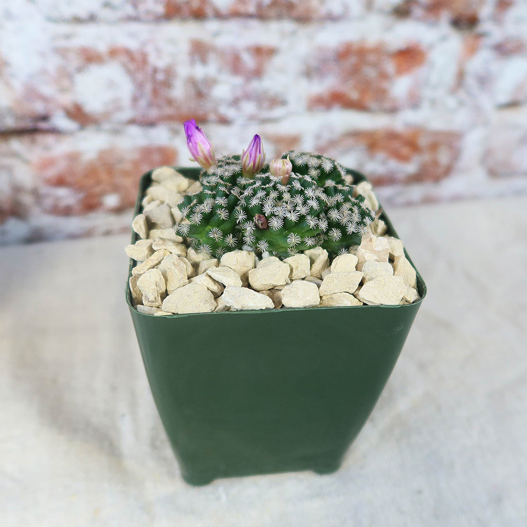 Mammillaria hernandezii Cluster