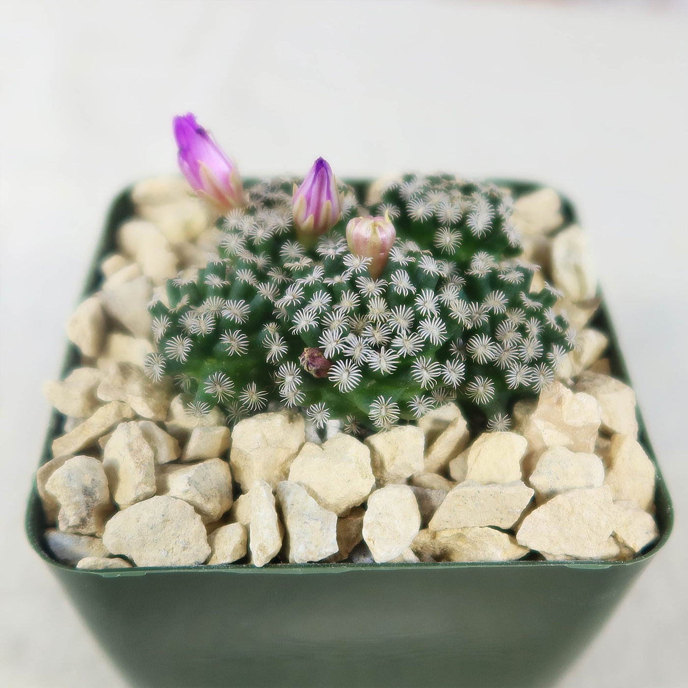 Mammillaria hernandezii Cluster