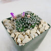 Mammillaria hernandezii Cluster