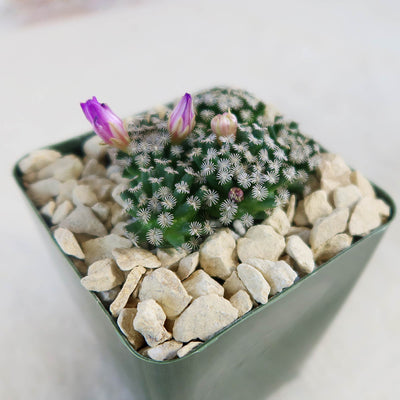 Mammillaria hernandezii Cluster