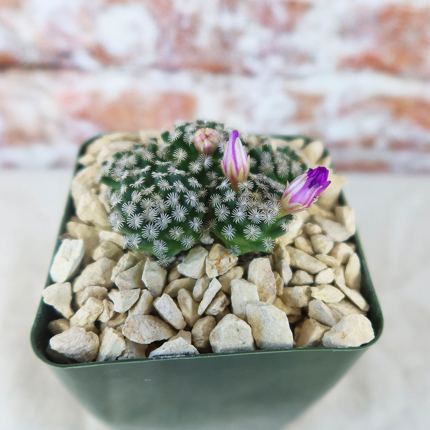 Mammillaria hernandezii Cluster