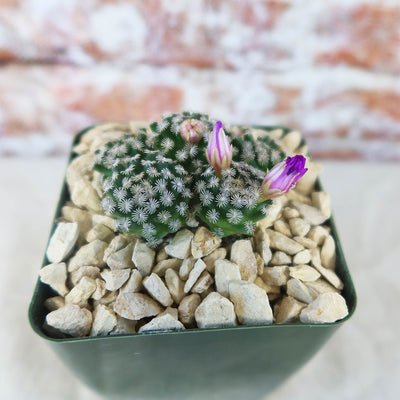 Mammillaria hernandezii Cluster