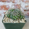 Mammillaria hernandezii Cluster
