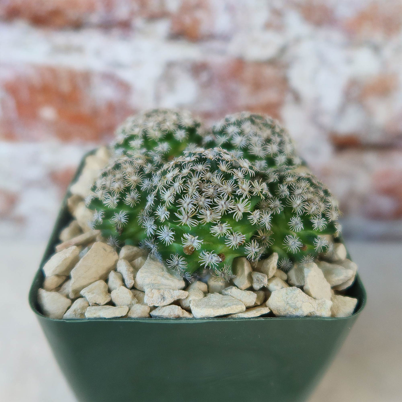 Mammillaria hernandezii Cluster