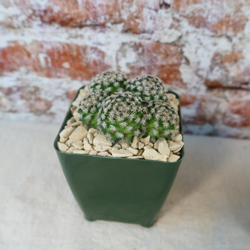 Mammillaria hernandezii Cluster