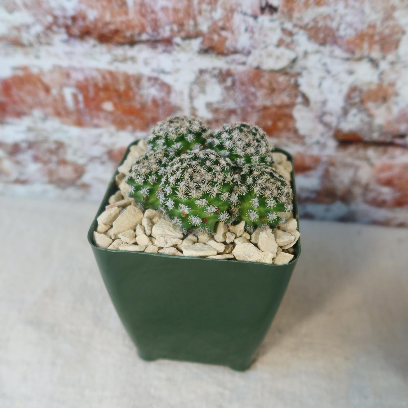 Mammillaria hernandezii Cluster