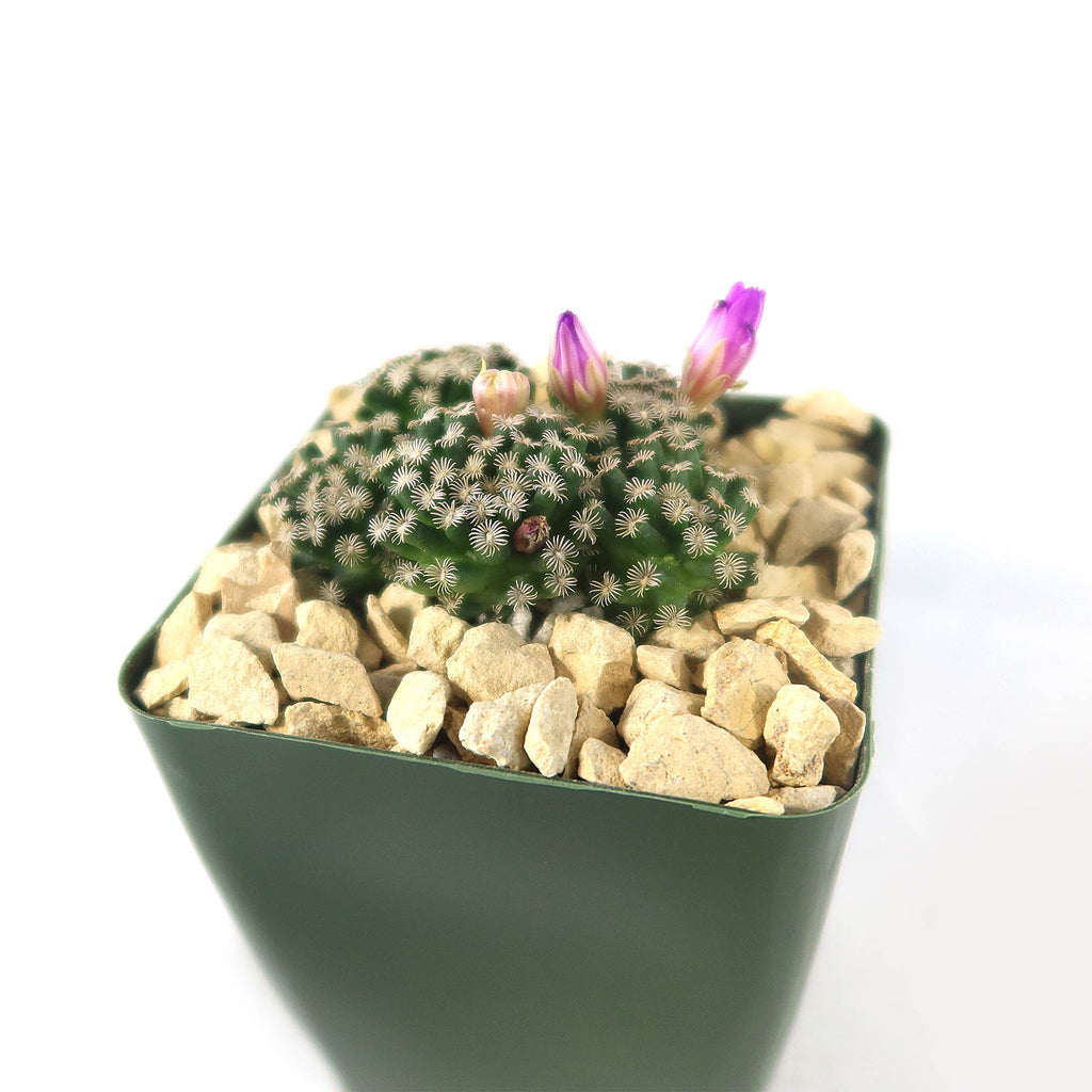 Mammillaria hernandezii Cluster