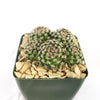 Mammillaria hernandezii Cluster