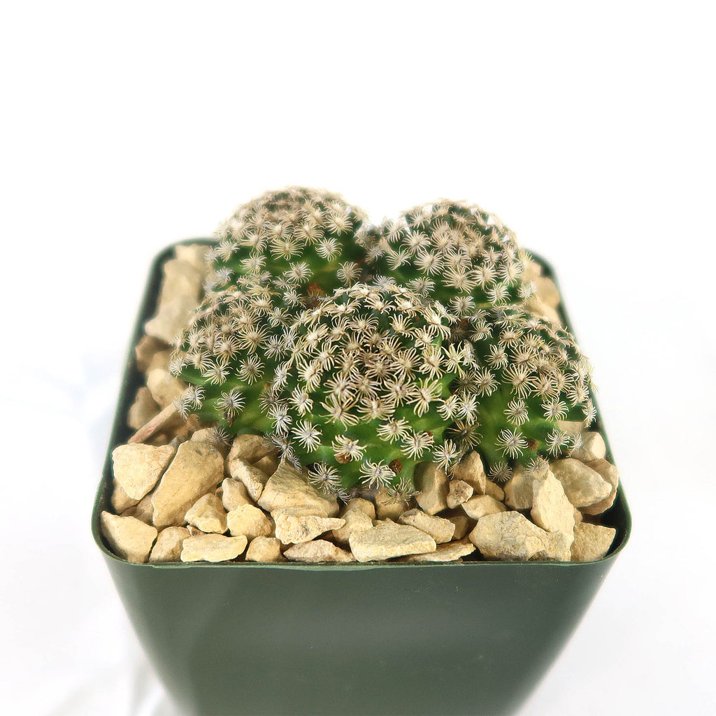 Mammillaria hernandezii Cluster
