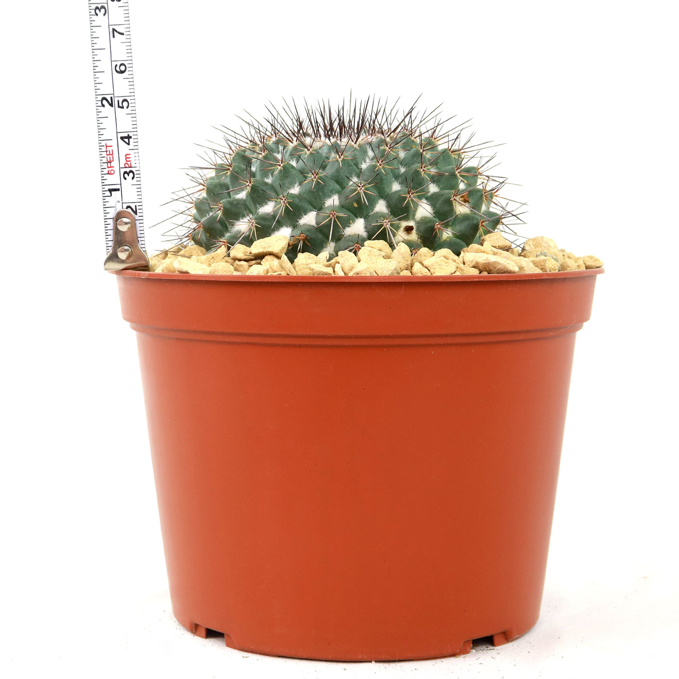 Mammillaria hertrichiana L086