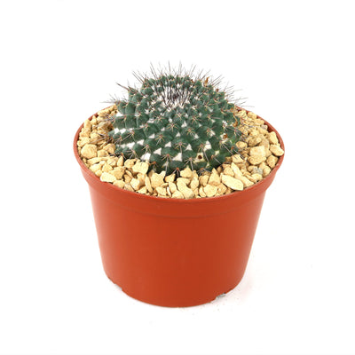 Mammillaria hertrichiana L086