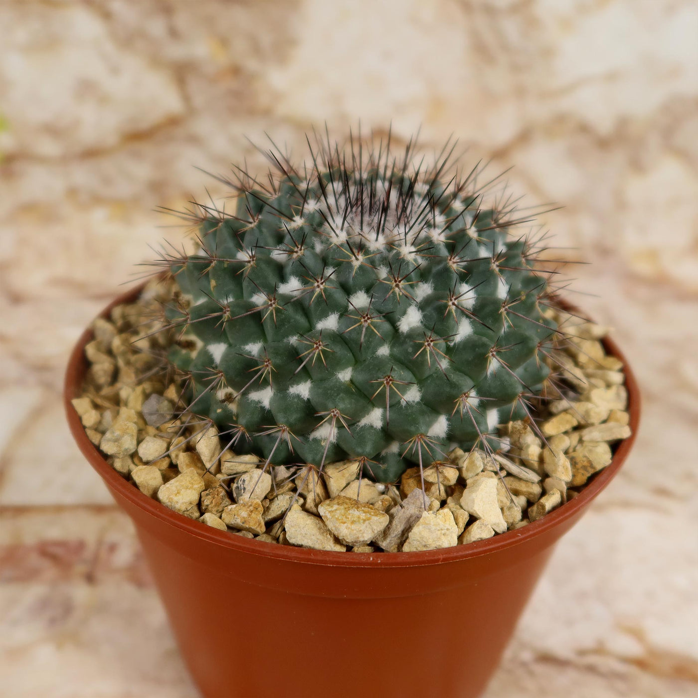Mammillaria hertrichiana L086