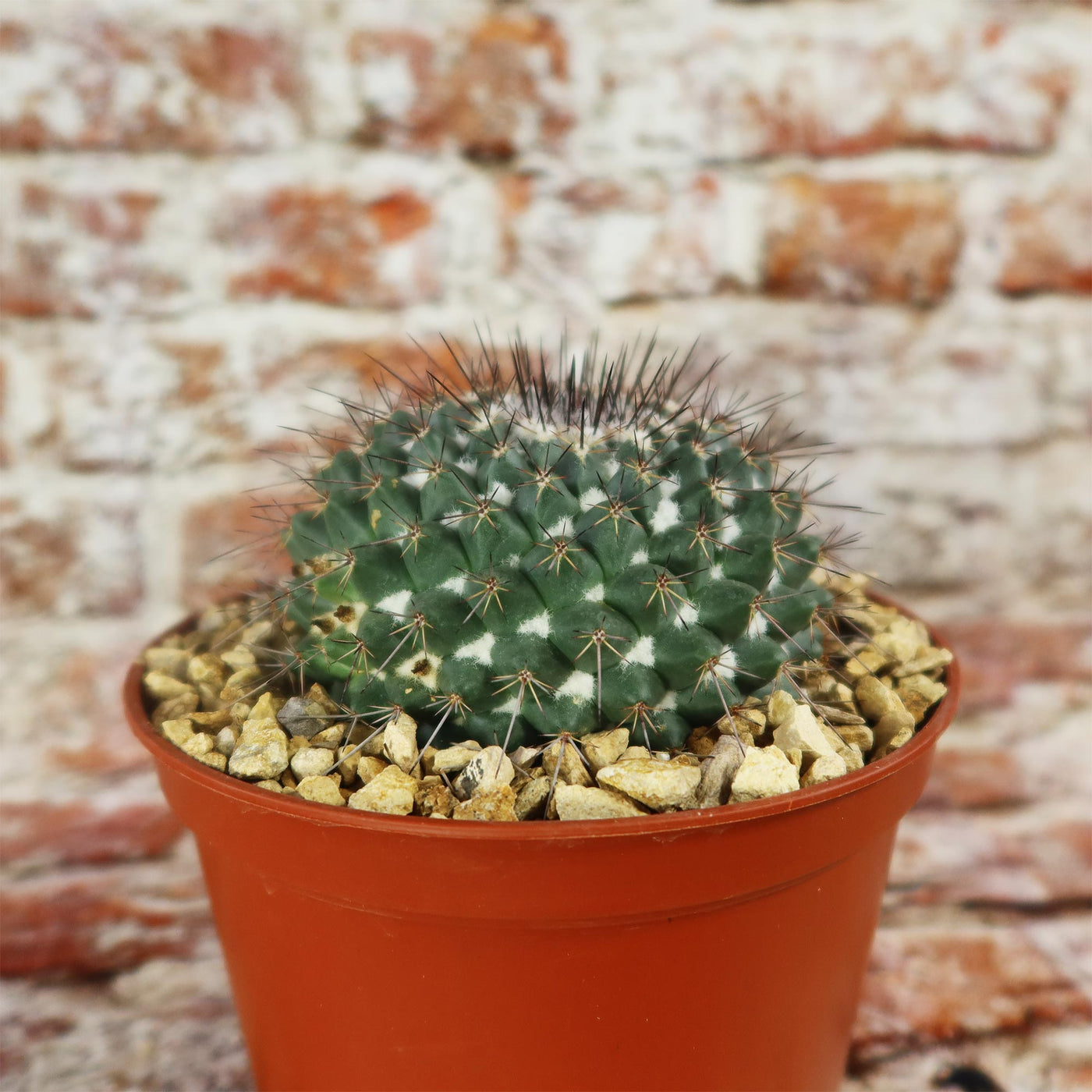 Mammillaria hertrichiana L086