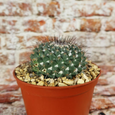 Mammillaria hertrichiana L086
