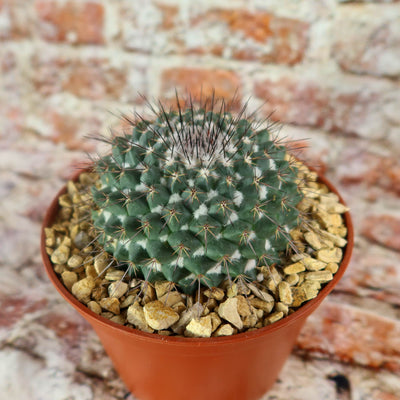 Mammillaria hertrichiana L086