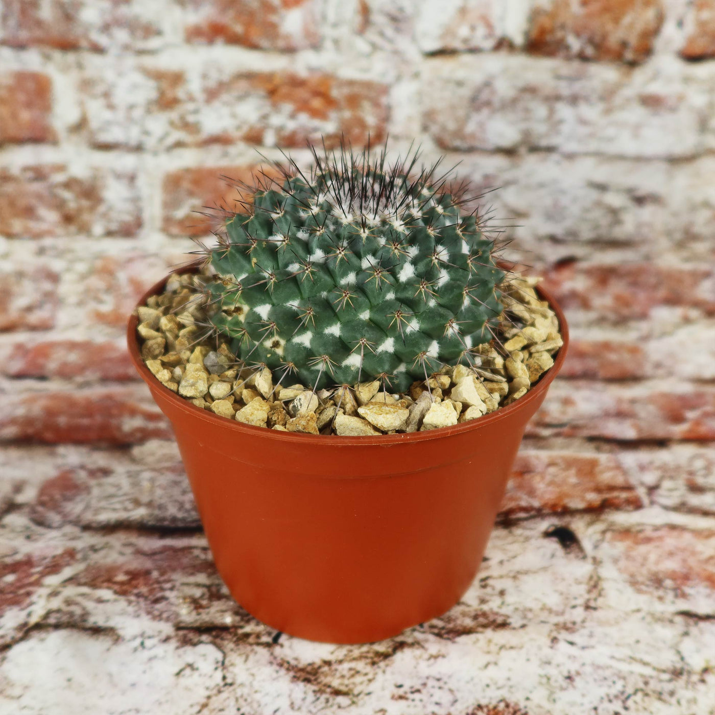 Mammillaria hertrichiana L086