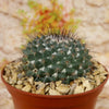 Mammillaria hertrichiana L086