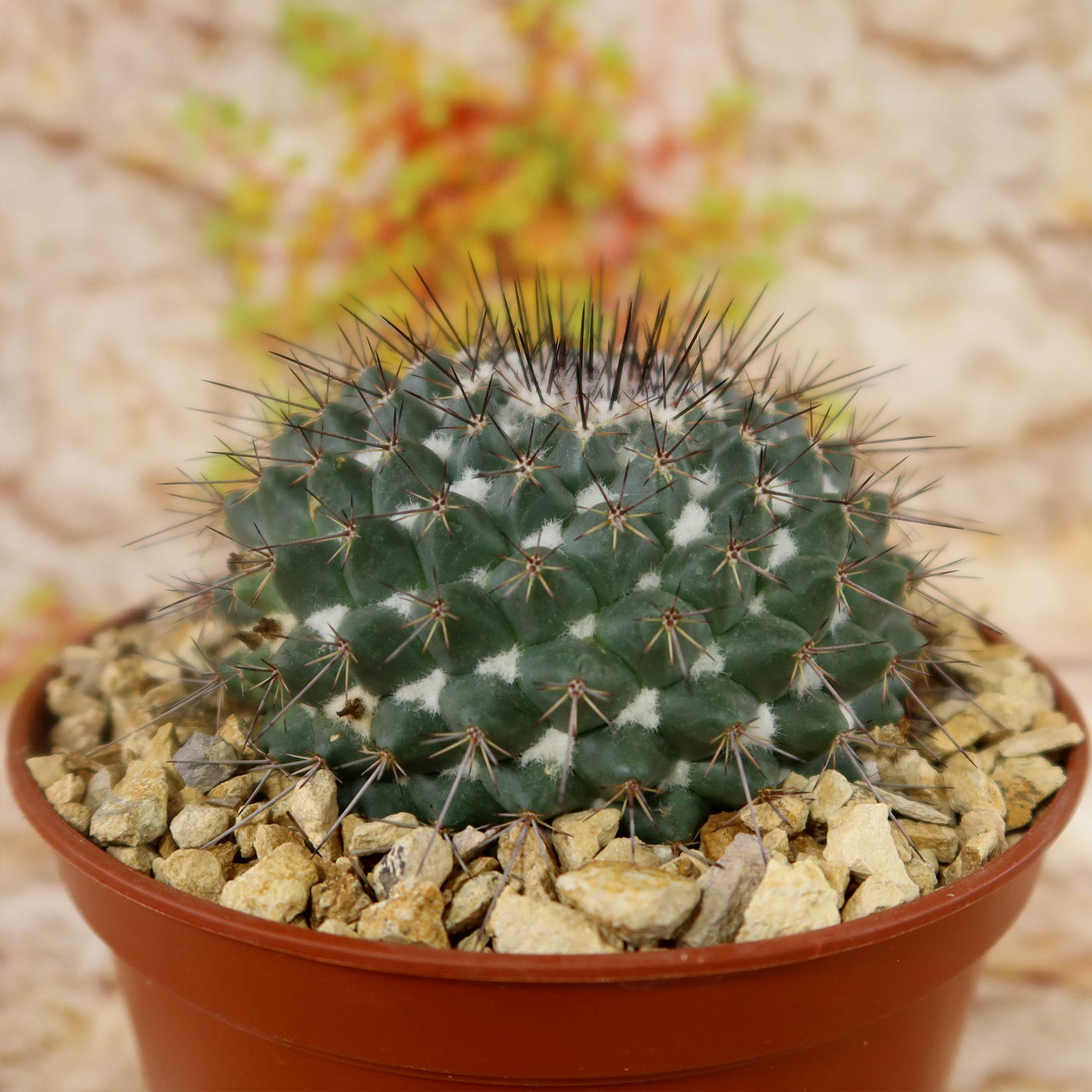 Mammillaria hertrichiana L086