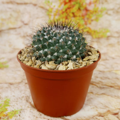 Mammillaria hertrichiana L086