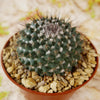 Mammillaria hertrichiana L086