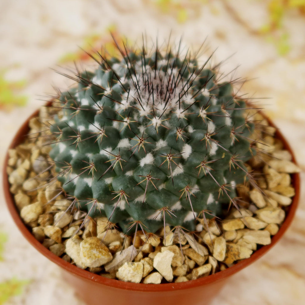 Mammillaria hertrichiana L086