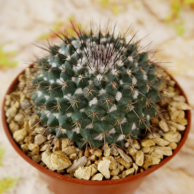Mammillaria hertrichiana L086