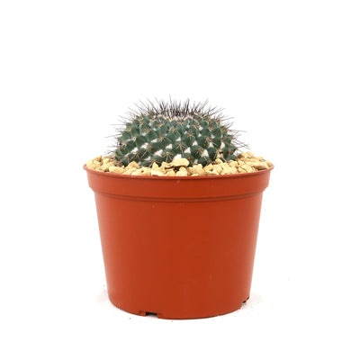 Mammillaria hertrichiana L086