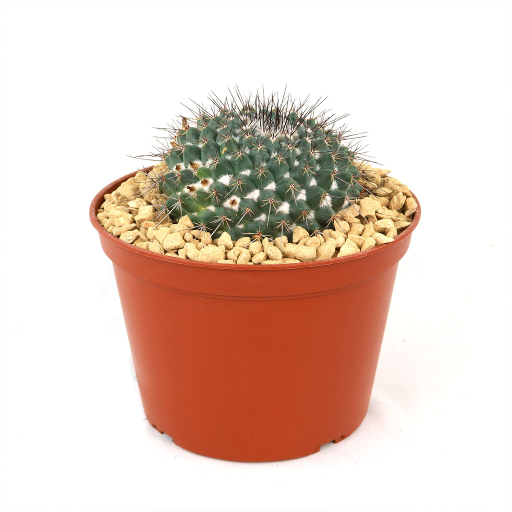 Mammillaria hertrichiana L086