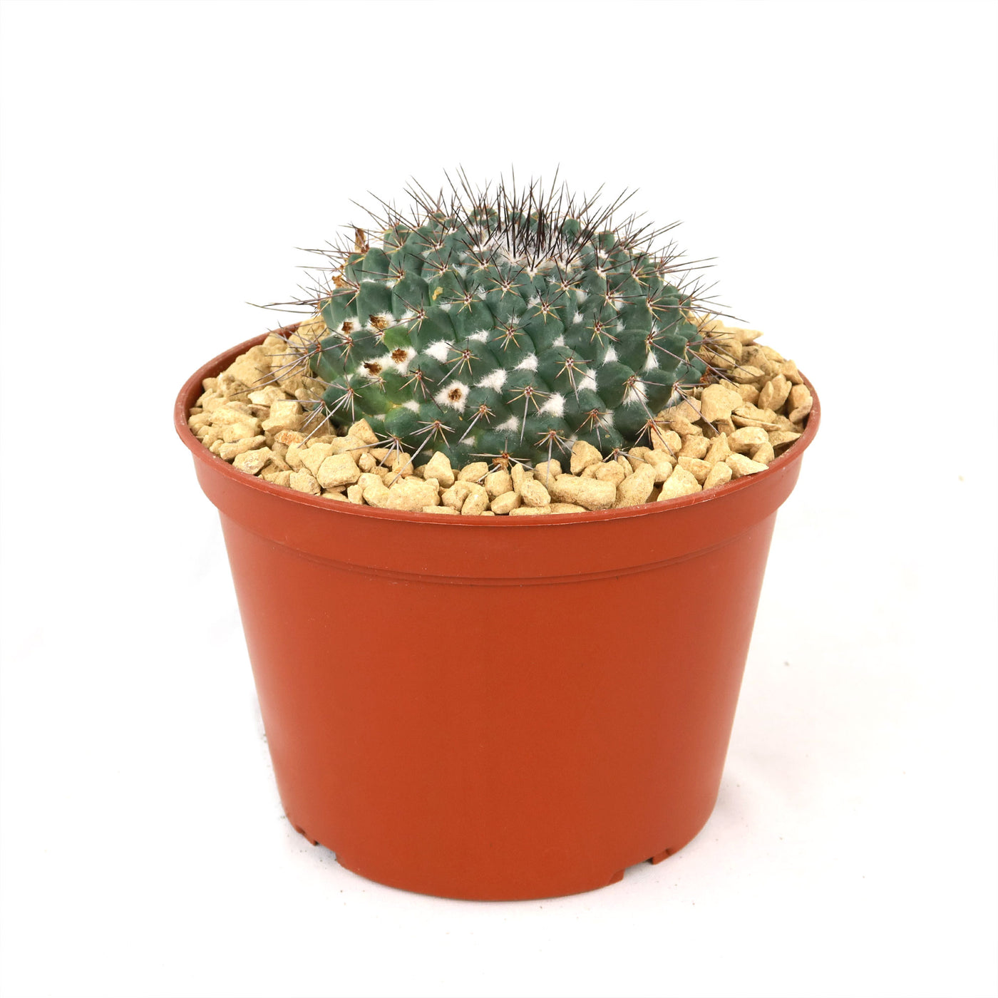 Mammillaria hertrichiana L086