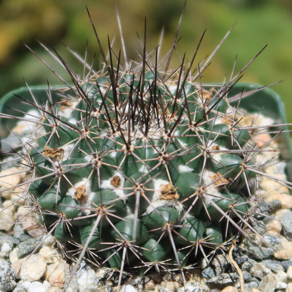 Mammillaria hertrichiana L086