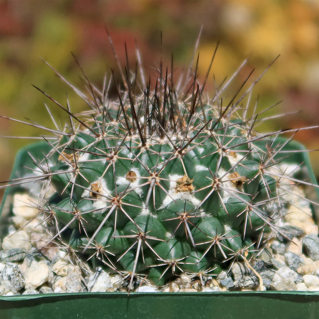 Mammillaria hertrichiana L086