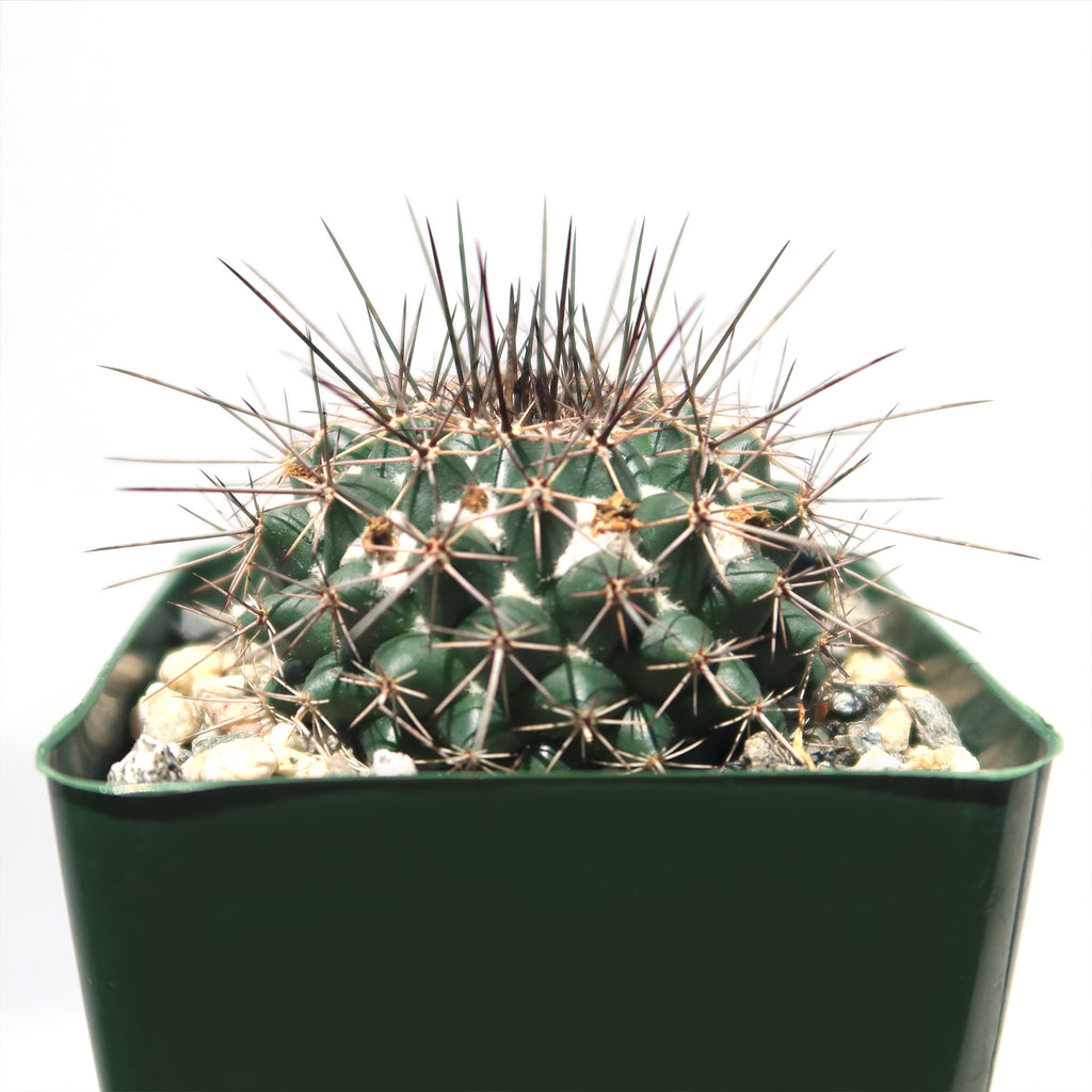 Mammillaria hertrichiana L086