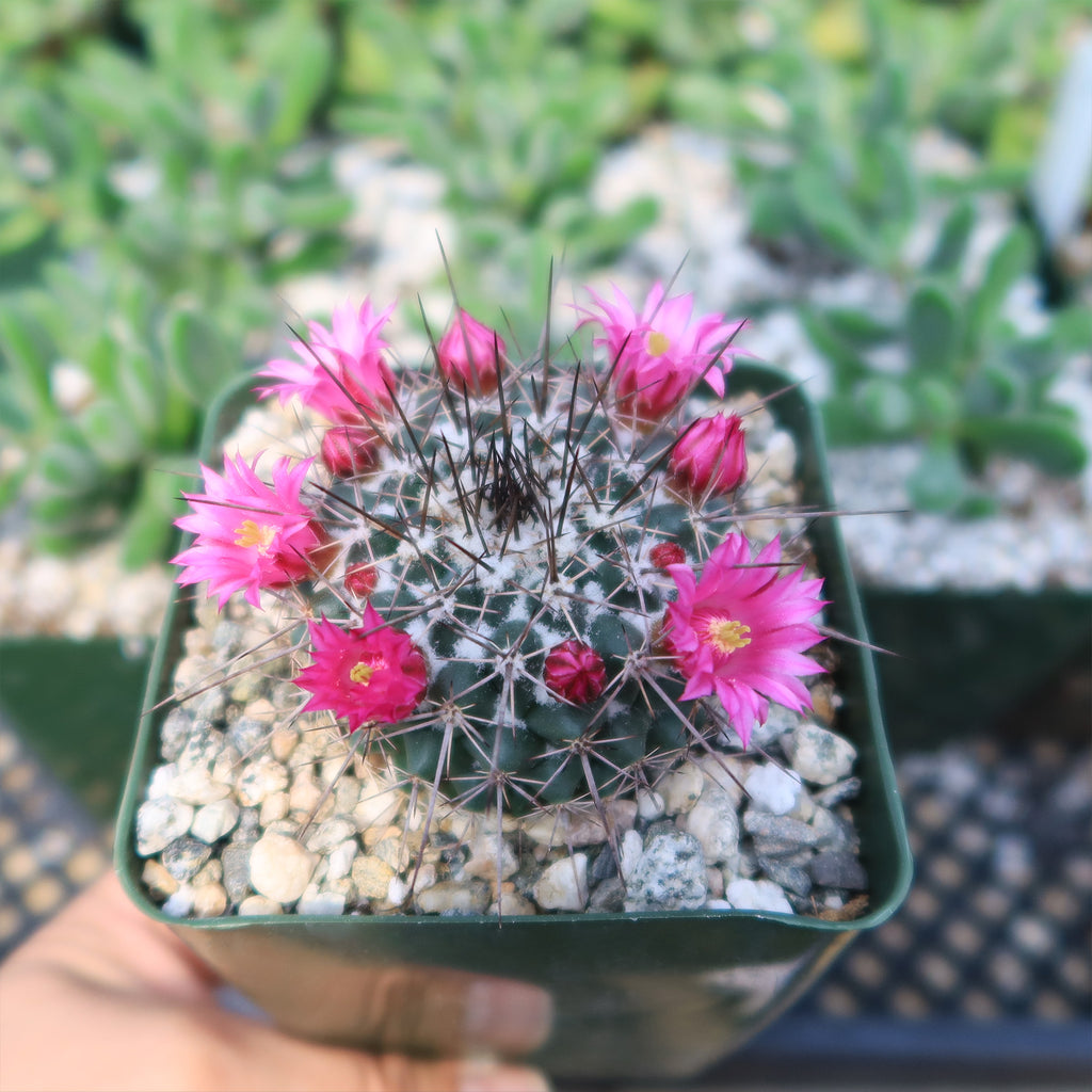 Mammillaria hertrichiana L086