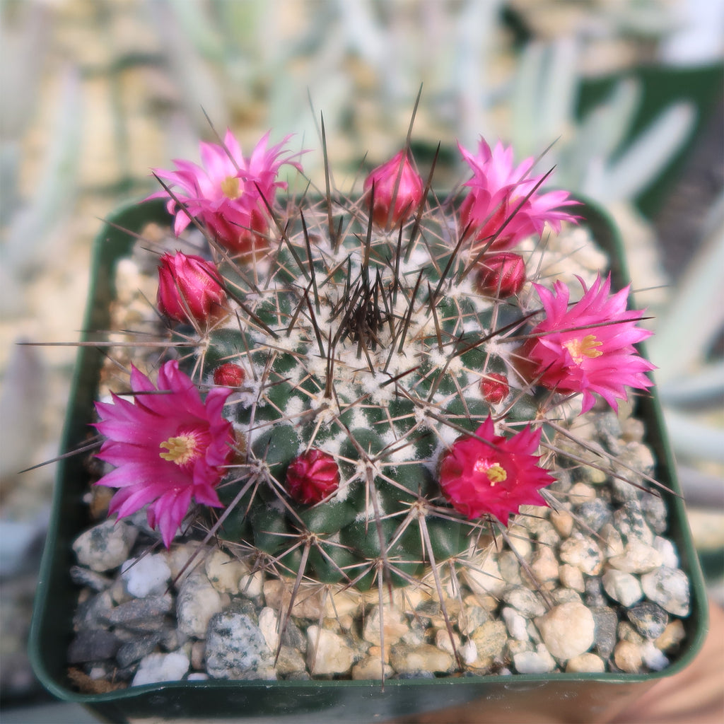 Mammillaria hertrichiana L086